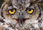 Gareth Morgan - Owl sight.jpg